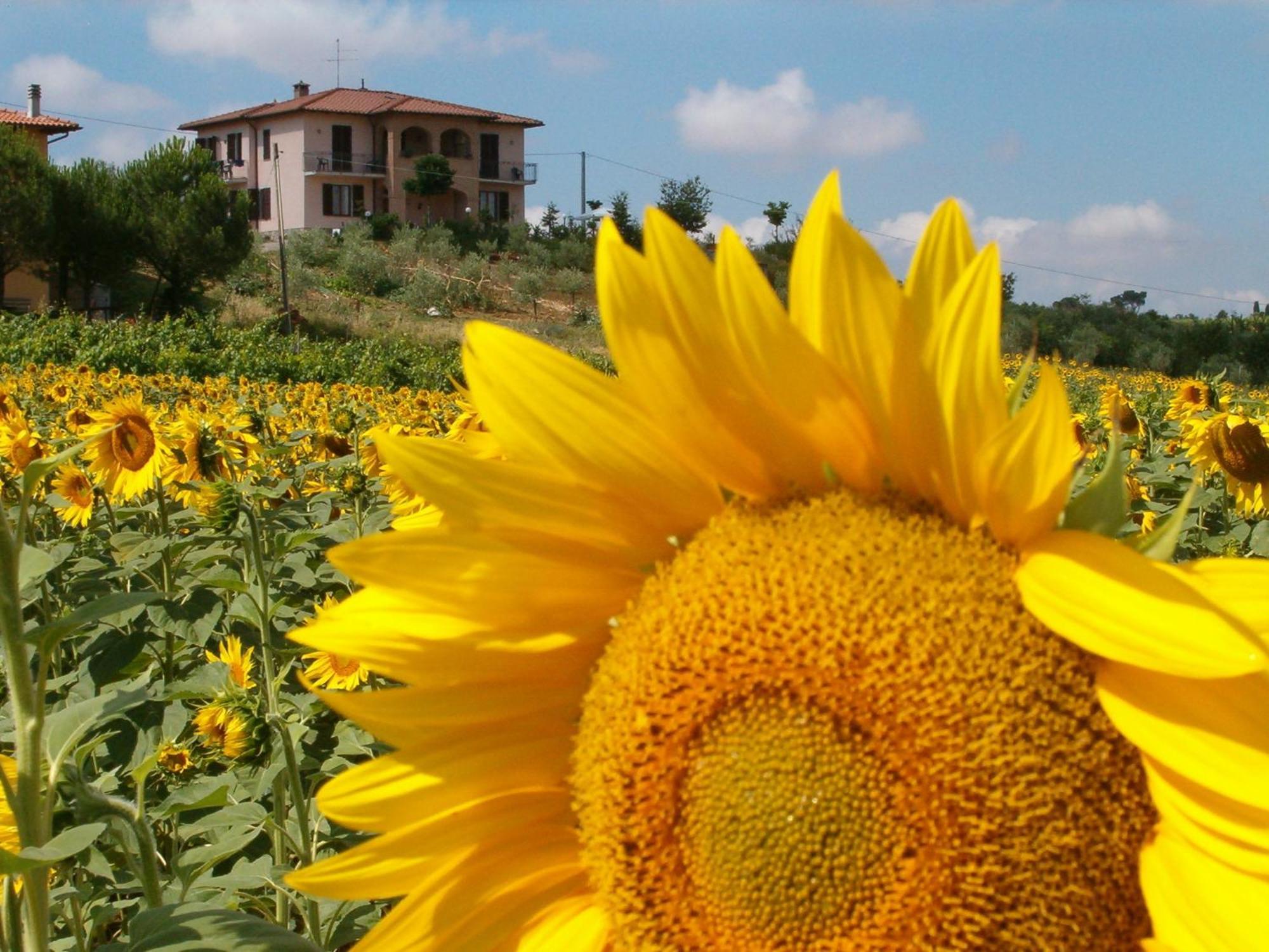 B&B Il Girasole - Rooms & House In Country - 1500 Meters From Historic Center Монтепульчано Экстерьер фото